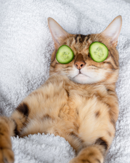 chat qui se détend